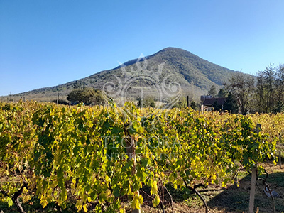 Na prodaju plac sa kućicom u površini od 19 ari pod vinogradom i voćkama...